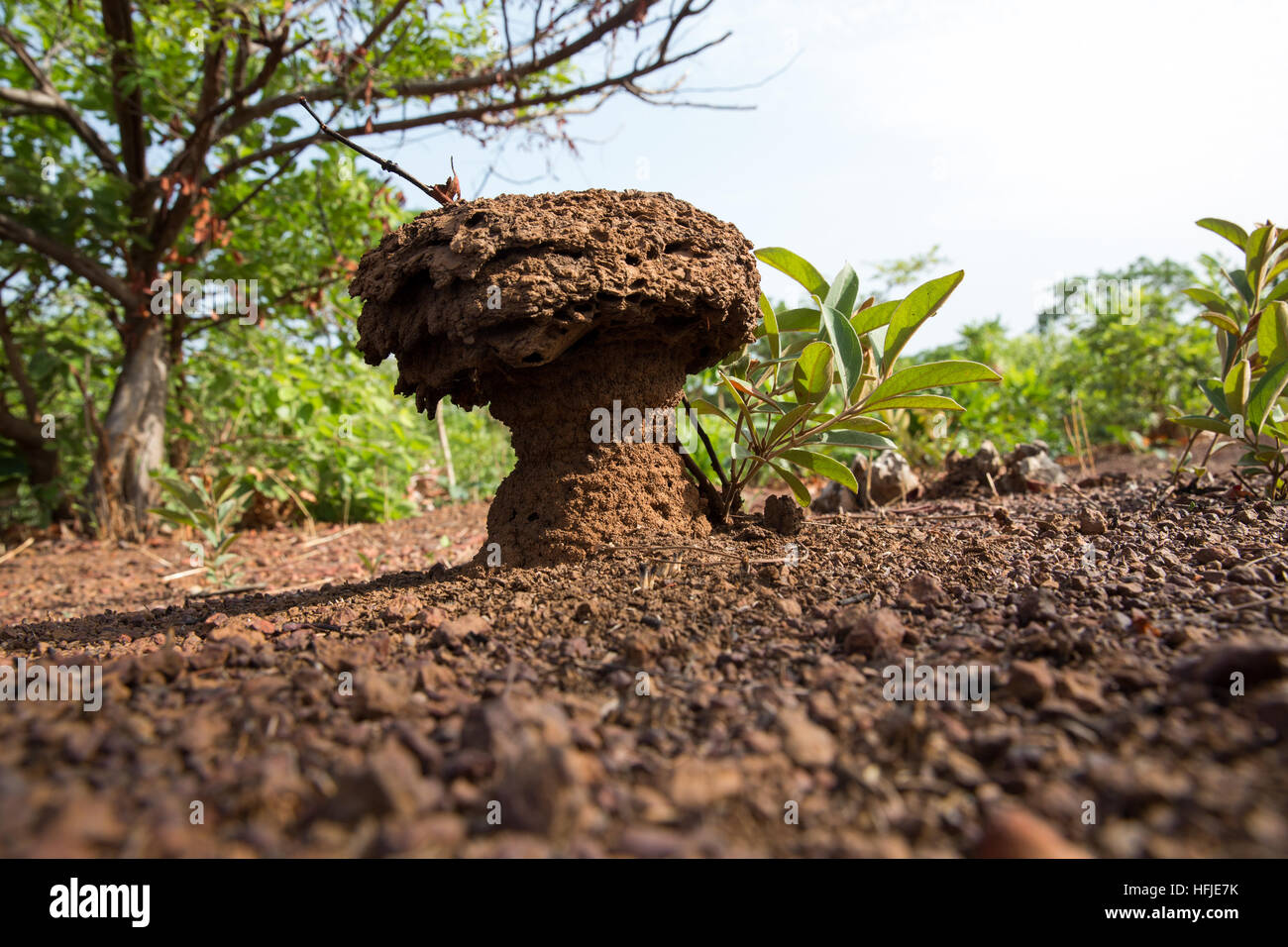 Gbderedou Baranama, Guinée, 2 mai 2015 ; ce village et région sera inondé par le barrage. Termitières sur les terres défrichées pour l'agriculture. Banque D'Images