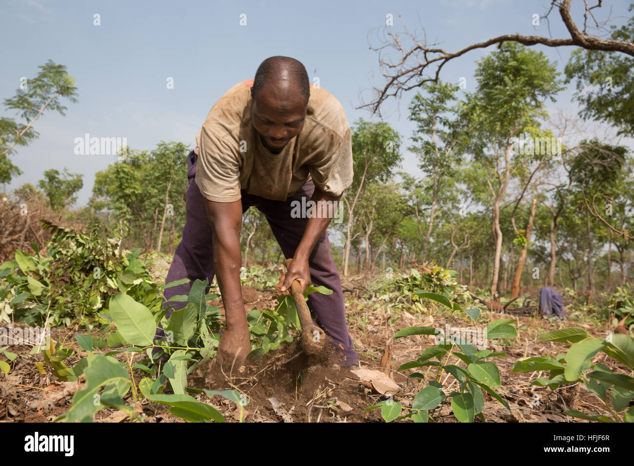 Koumban village, Guinée, 2 mai 2015 ; Alama Sékou Condé, 48 ans, est son domaine de compensation de planter du riz, l'igname et le manioc. Banque D'Images