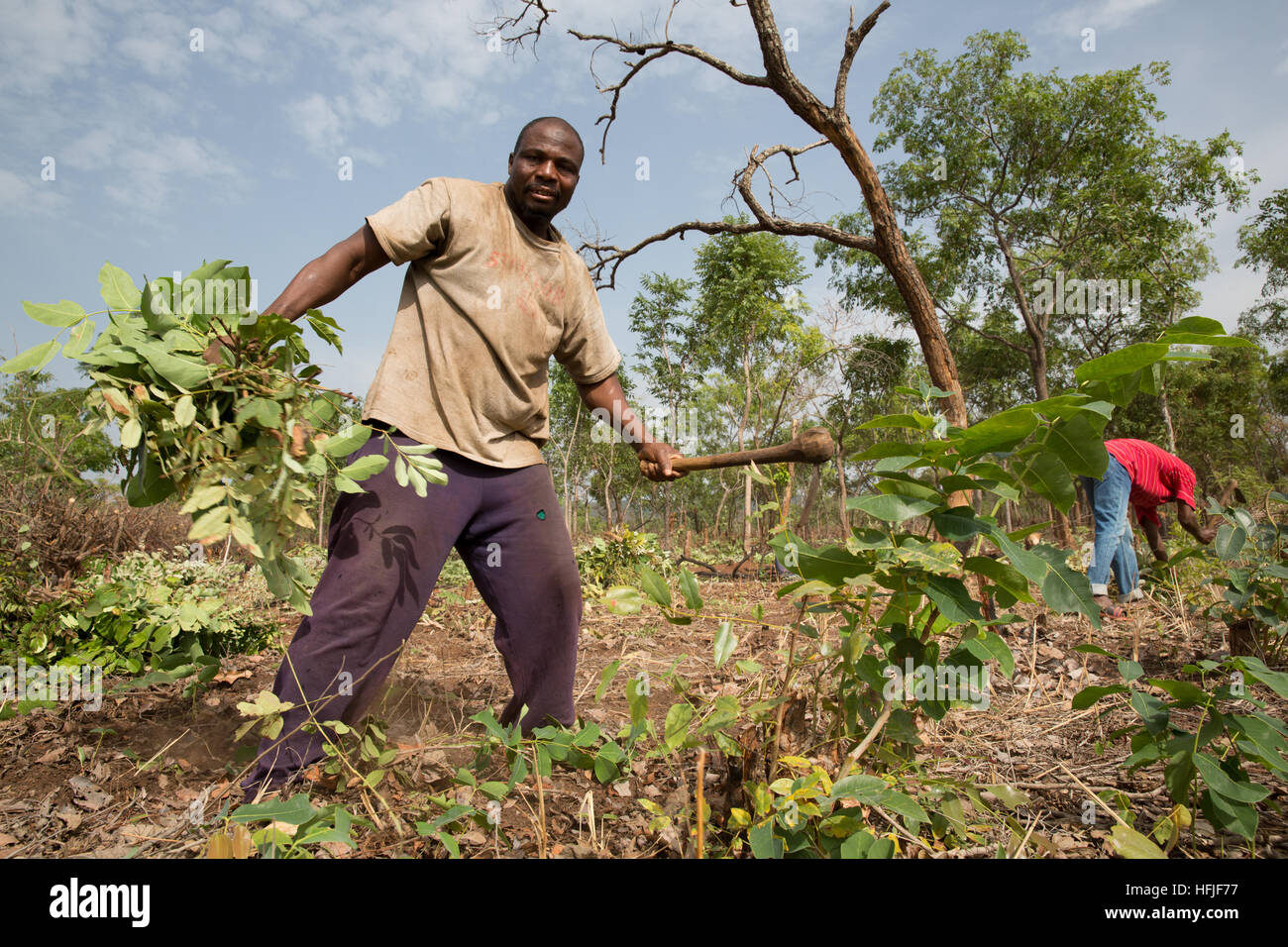 Koumban village, Guinée, 2 mai 2015 ; Alama Sékou Condé, 48 ans, est son domaine de compensation de planter du riz, l'igname et le manioc. Banque D'Images