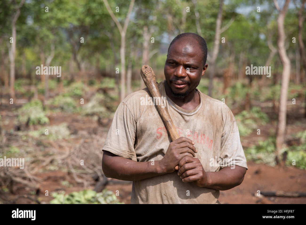 Koumban village, Guinée, 2 mai 2015 ; Alama Sékou Condé, 48 ans, est son domaine de compensation de planter du riz, l'igname et le manioc. Banque D'Images