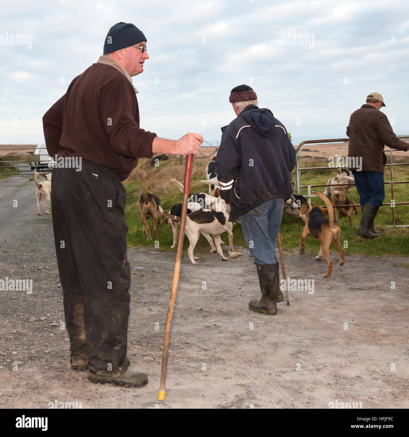 La chasse avec des chiens, Valentia Island, comté de Kerry, Irlande Banque D'Images