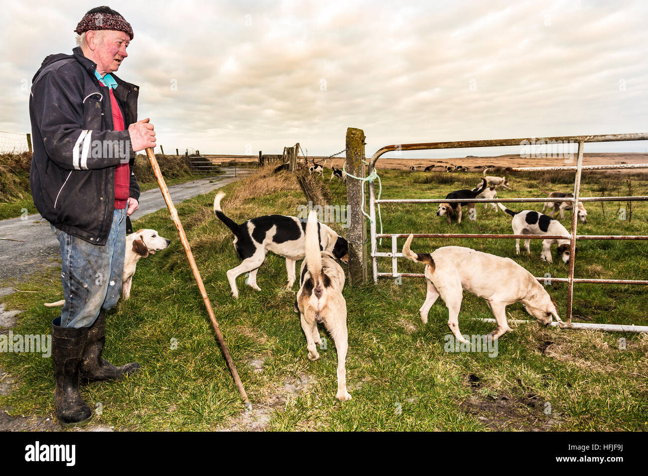 La chasse avec des chiens, Valentia Island, comté de Kerry, Irlande Banque D'Images