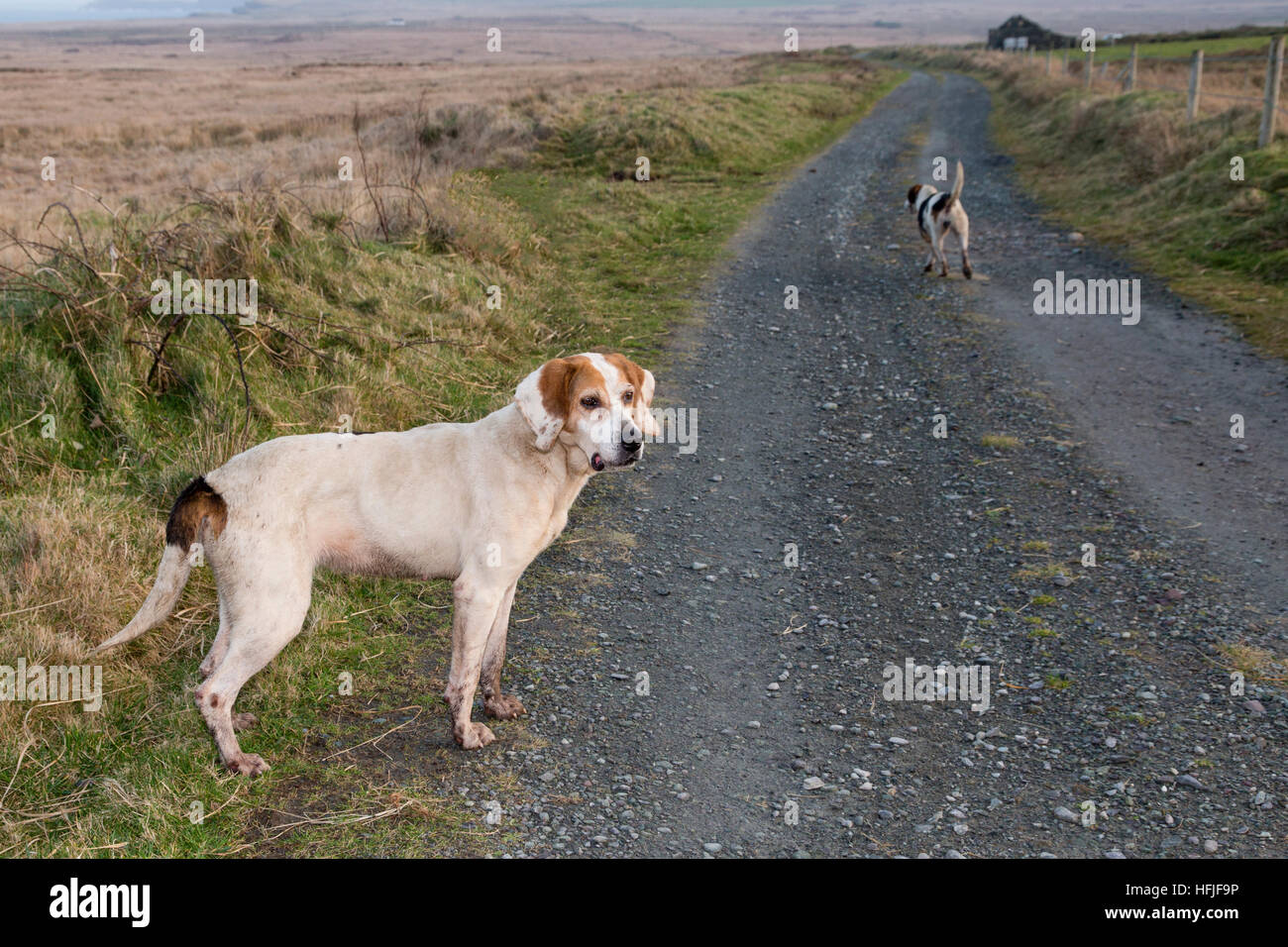 Beagles chiens de chasse, à la recherche de lièvres. Valentia Island, comté de Kerry, Irlande Banque D'Images