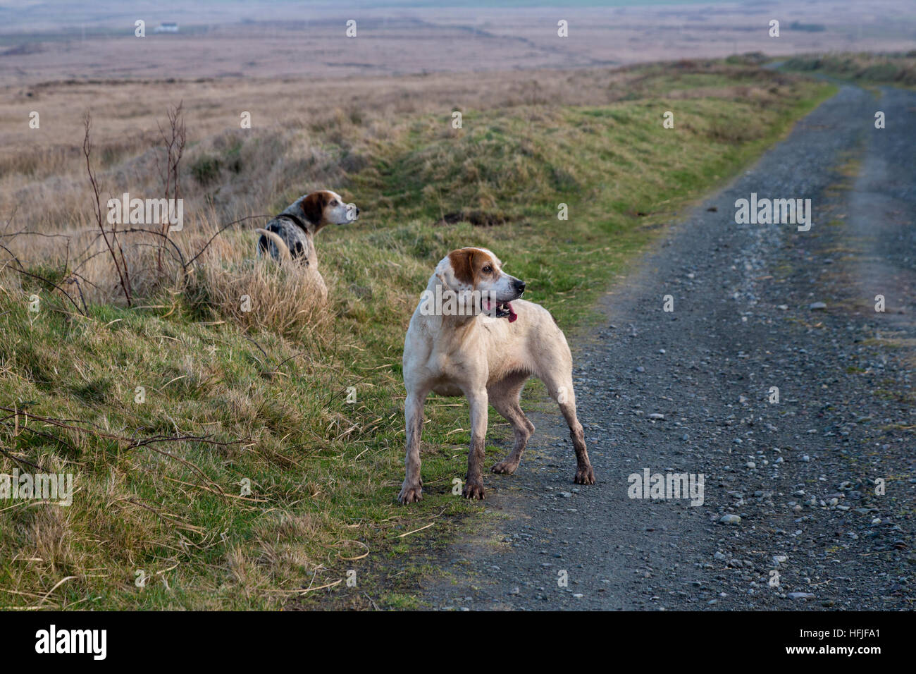 Beagles chiens de chasse, à la recherche de lièvres. Valentia Island, comté de Kerry, Irlande Banque D'Images