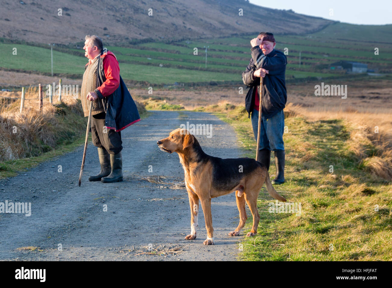 La chasse avec des chiens, Valentia Island, comté de Kerry, Irlande Banque D'Images