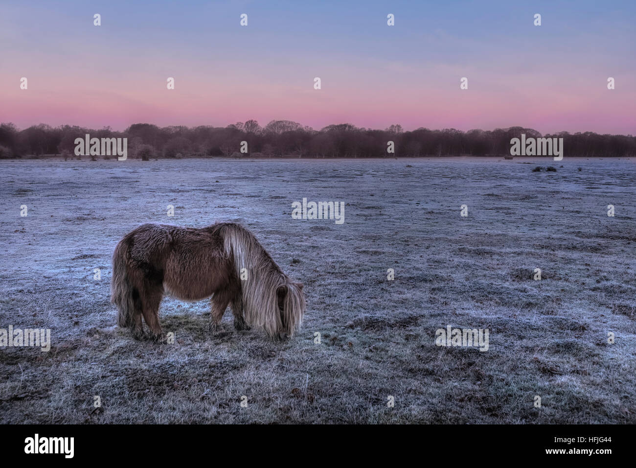 Balmer Lawn avec wild poney d'itinérance à sunrise, Brockenhurst, New Forest, Hampshire, England, UK Banque D'Images