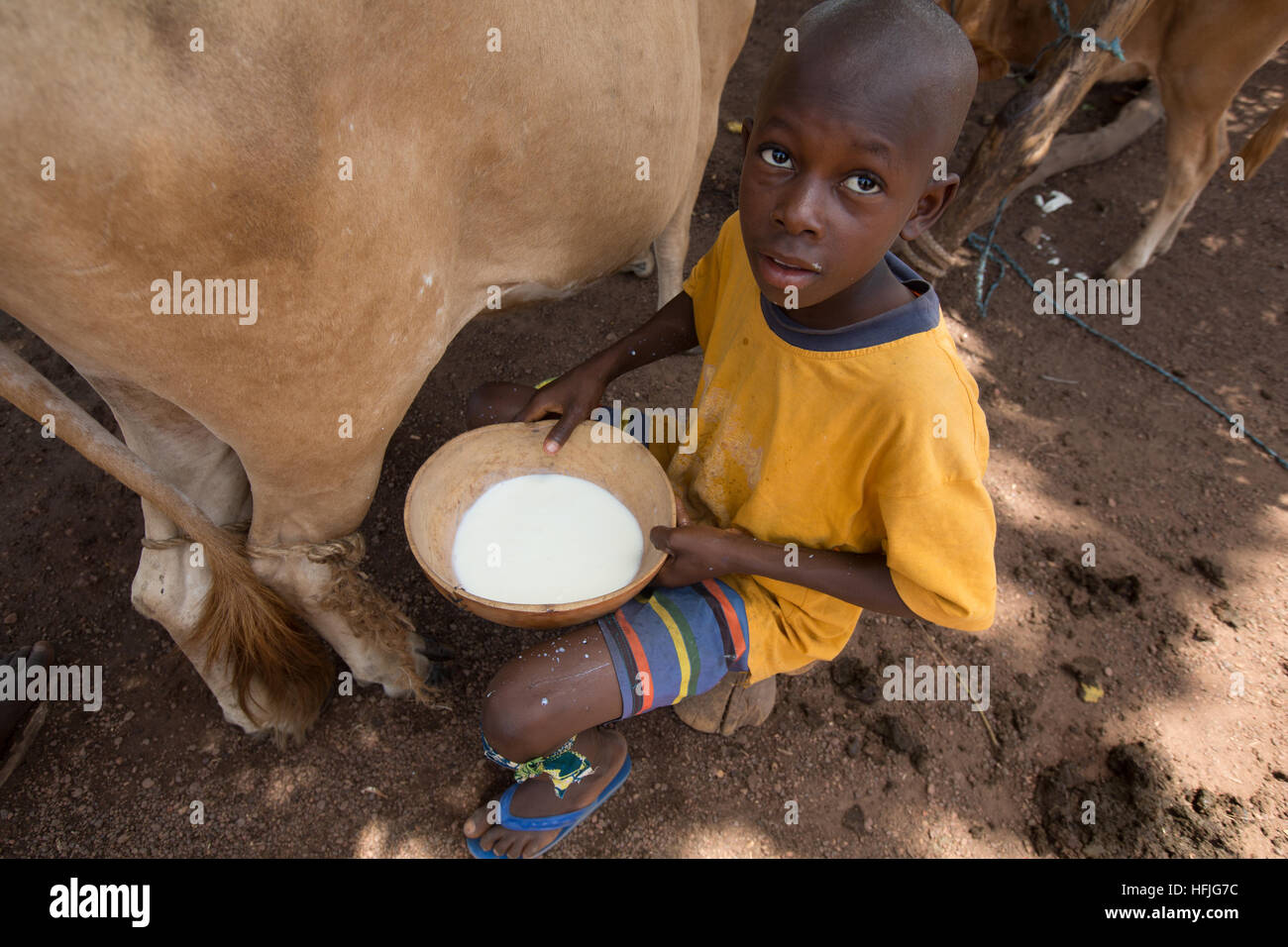 Koumban village, la Guinée ; Père et fils traire leurs vaches. Ils peuvent obtenir 3 litres par vache 3 fois par jour et peuvent vendre chaque litre pour 3000 GNF. Banque D'Images