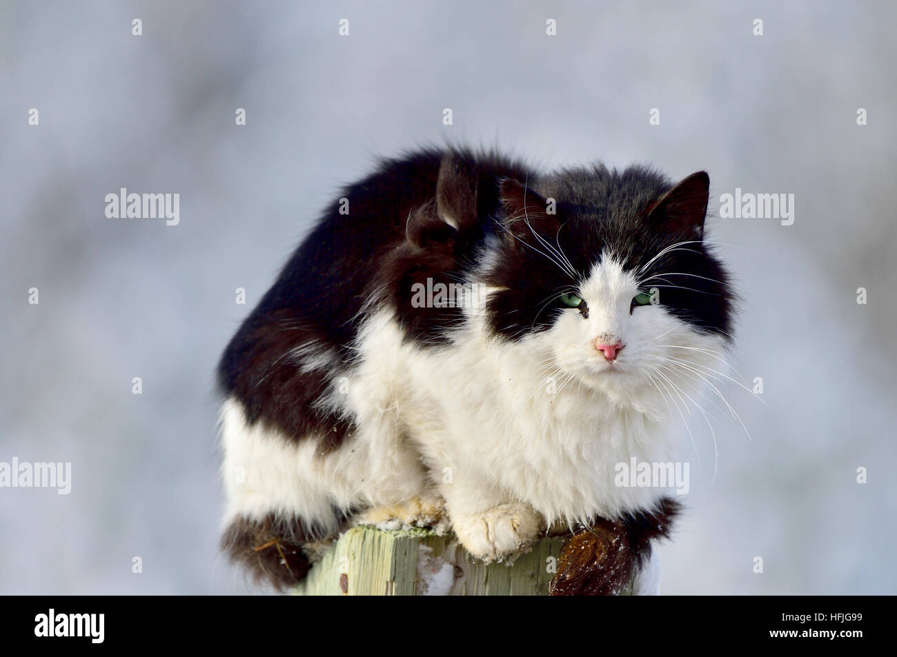 Un noir et blanc chat domestique Felis catus [] assis sur un post Banque D'Images