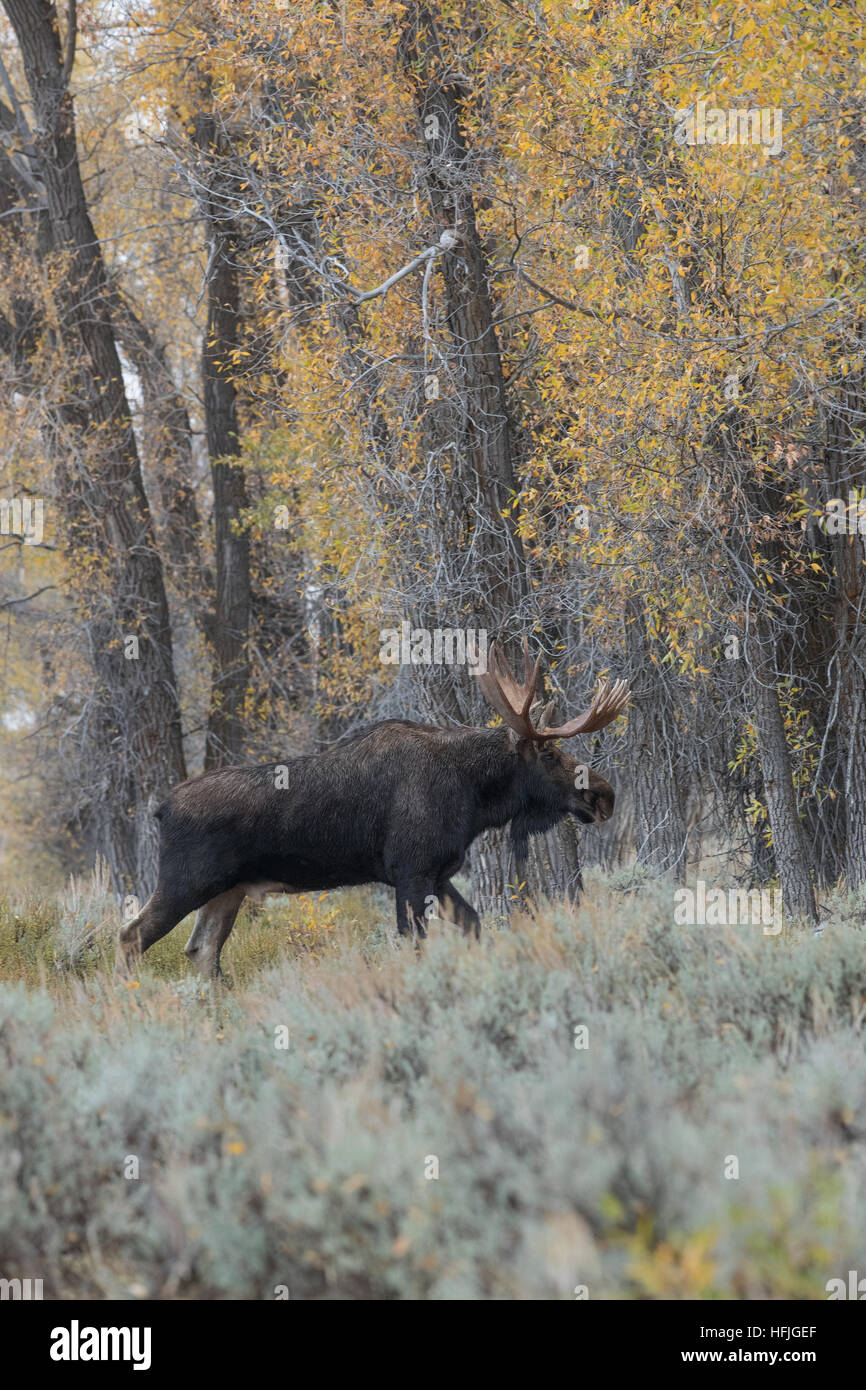 Bull Moose dans l'armoise Grand Tetons National Park Banque D'Images