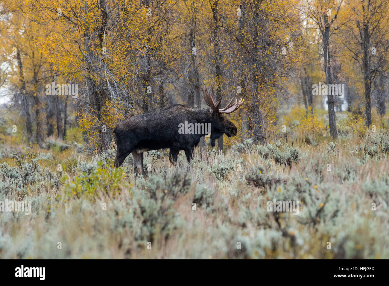 Bull Moose dans l'armoise Grand Tetons National Park Banque D'Images