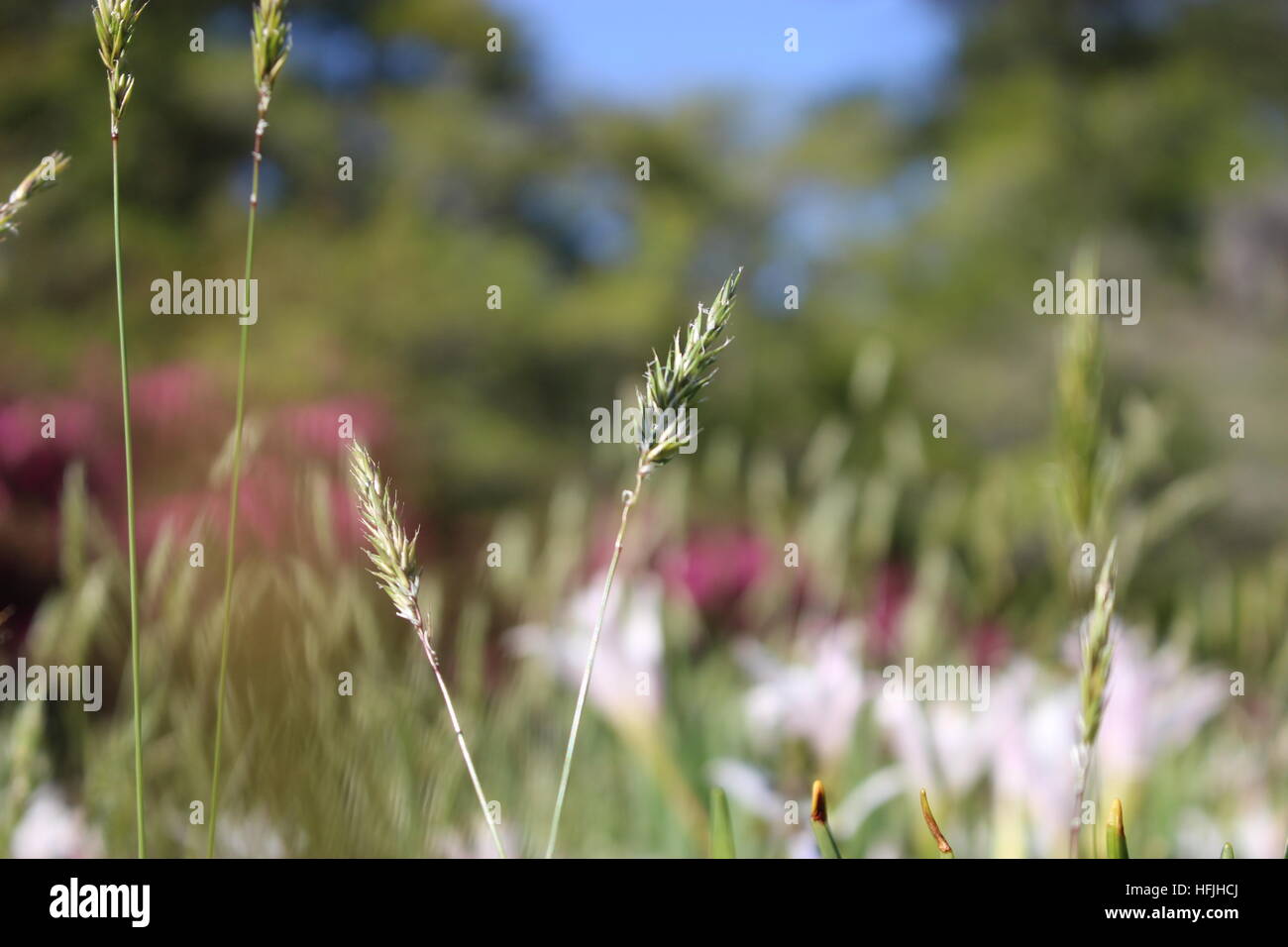 Un calme photo de fleurs et l'herbe par temps clair. Banque D'Images