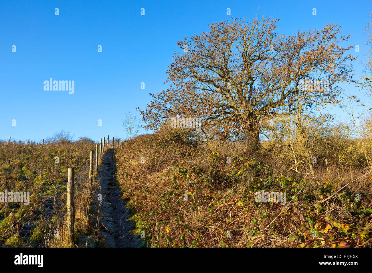 Un sentier givré avec un frêne et embrouillé de ronces dans un paysage english channel sous un ciel bleu clair en hiver. Banque D'Images