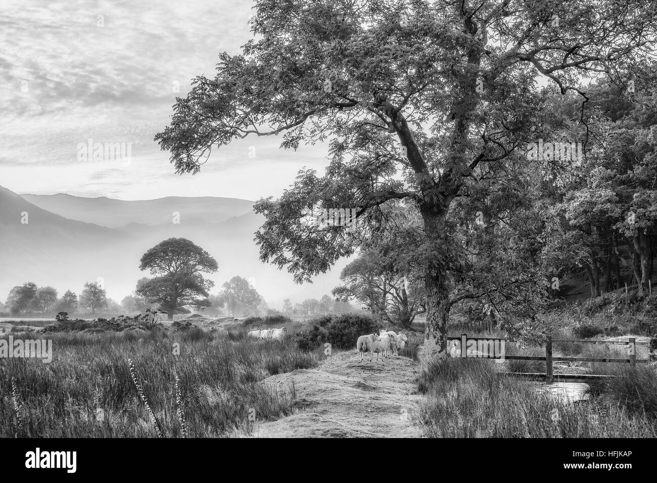 Beau noir et blanc automne paysage brumeux brouillard lever du soleil sur la campagne entourant Crummock Water dans la région de Lake District en Angleterre Banque D'Images