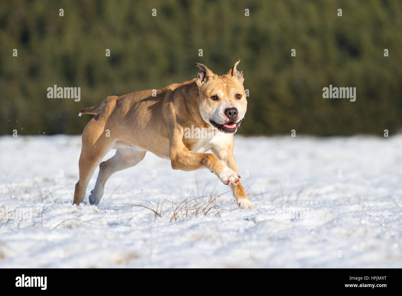 American Pit Bull Terrier chien (Canis lupus familiaris) s'exécutant sur un pré dans la neige Banque D'Images