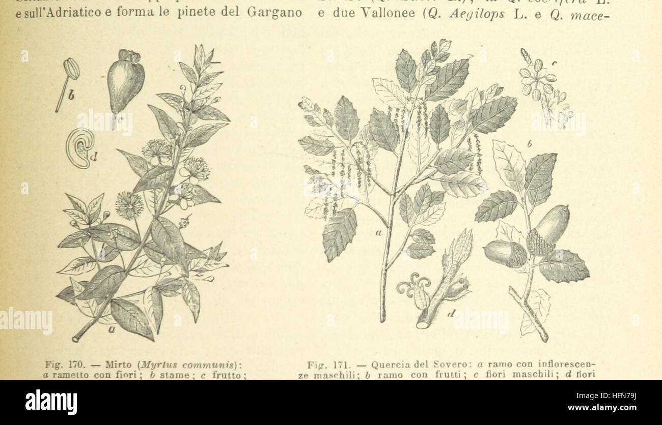 Image prise à partir de la page 461 de "La Terra, trattato popolare di geografia universale par G. Marinelli ed altri scienziati italiani, etc. [avec illustrations et cartes.]' image prise à partir de la page 461 de "La Terra, trattato popolare Banque D'Images