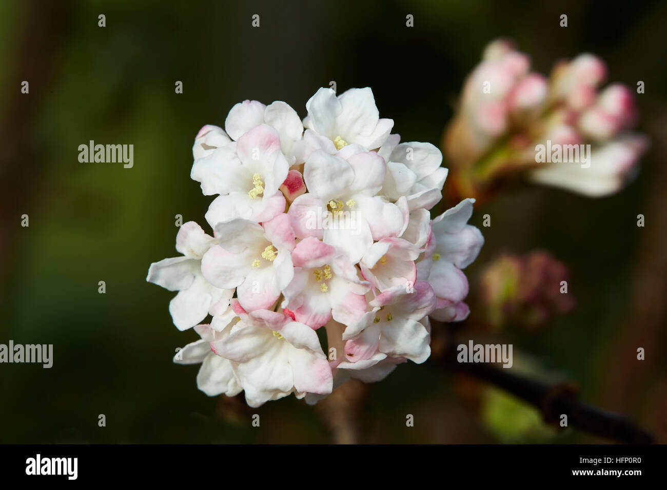 Viburnum bodnantense fleur,avec un fond sombre, Banque D'Images