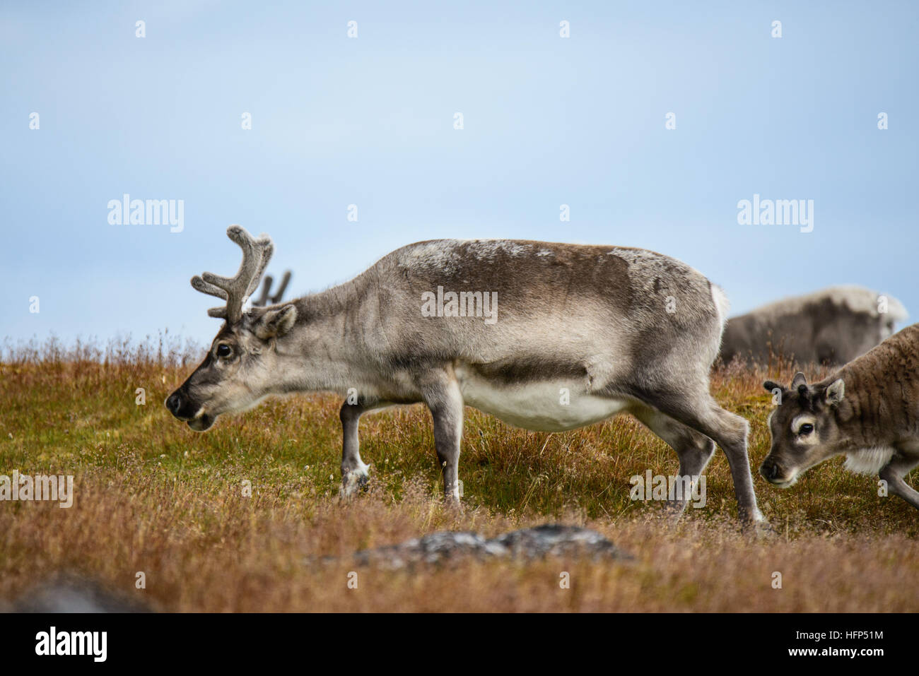 Le renne du Svalbard Banque D'Images