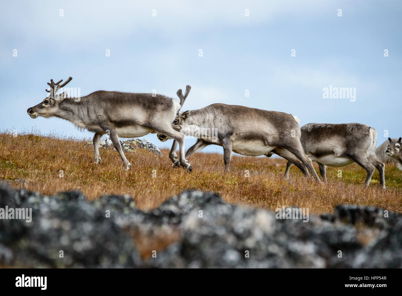 Le renne du Svalbard Banque D'Images