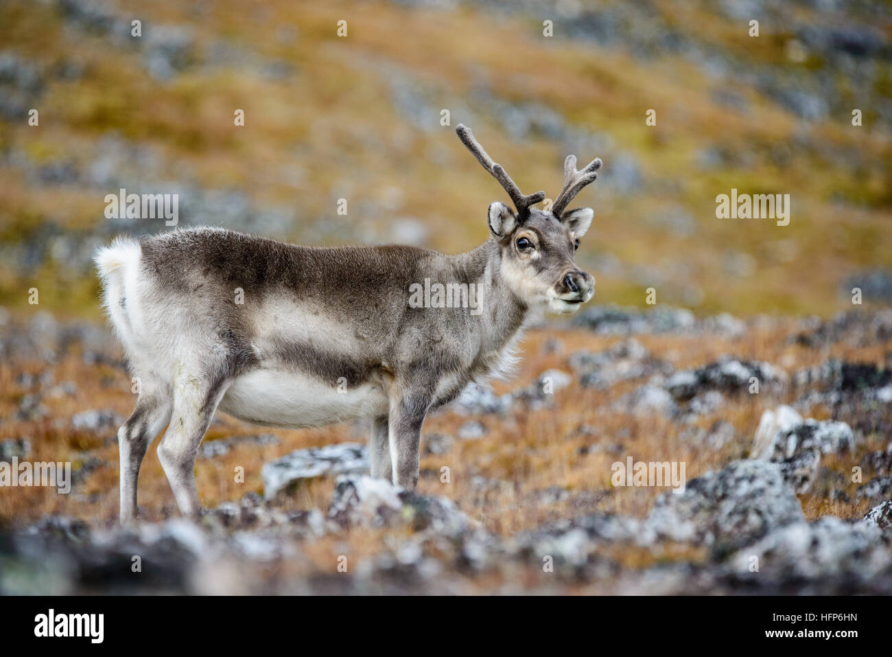 Le renne du Svalbard Banque D'Images