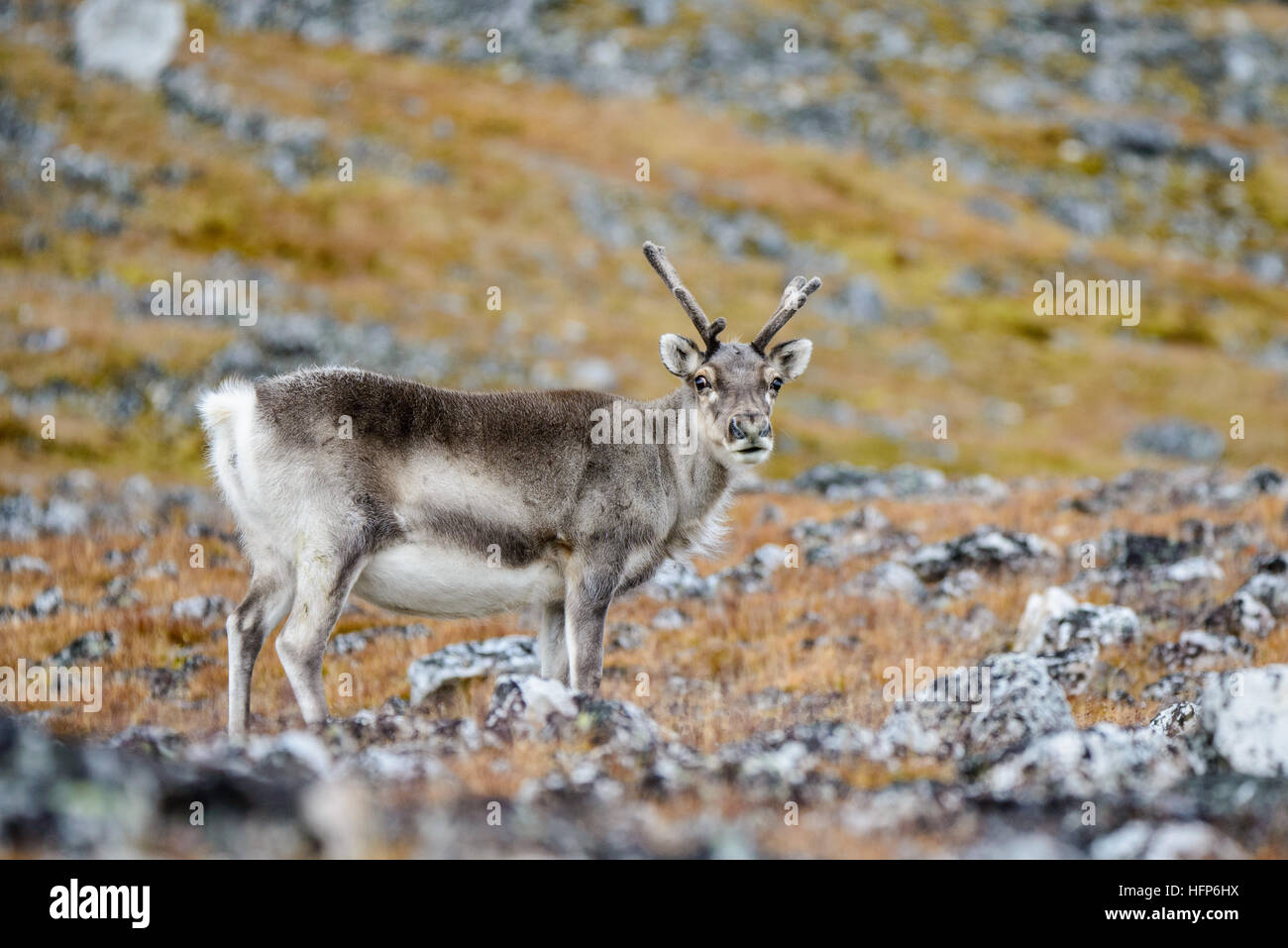 Le renne du Svalbard Banque D'Images