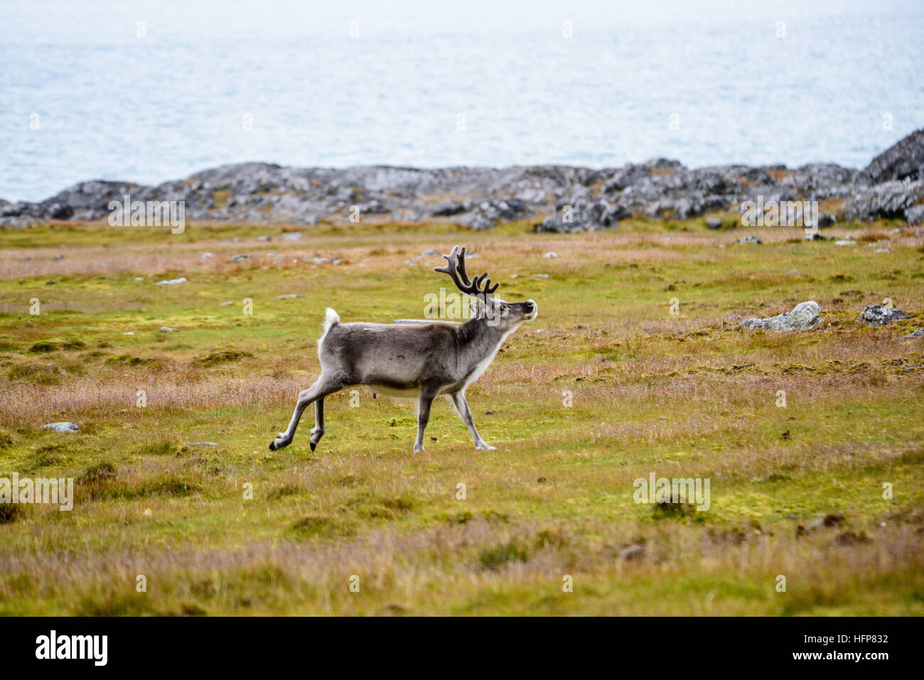 Le renne du Svalbard Banque D'Images