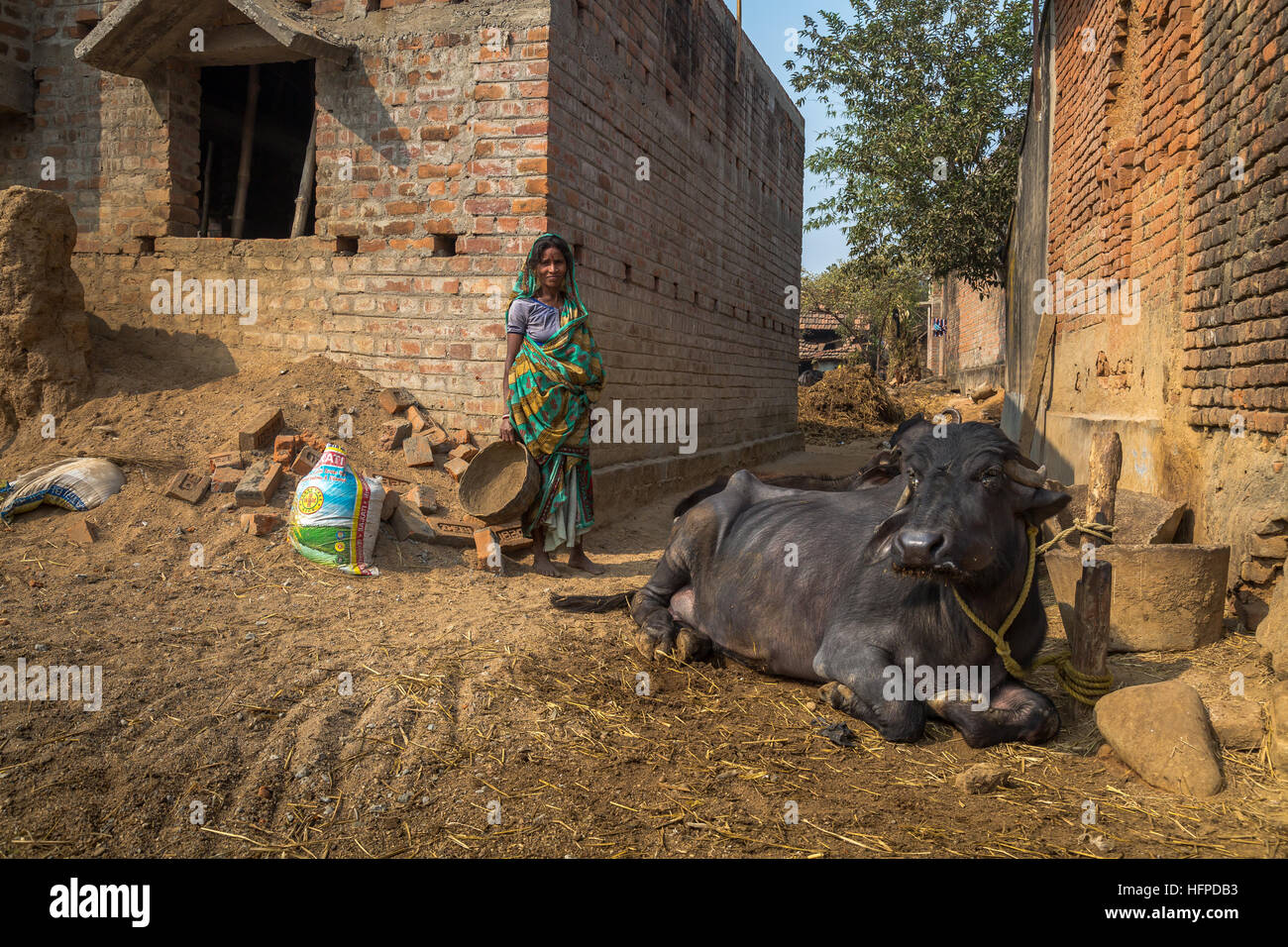 Une femme se trouve à côté d'une tribu attaché à son village de buffalo Bankura, dans l'ouest du Bengale, en Inde. Banque D'Images