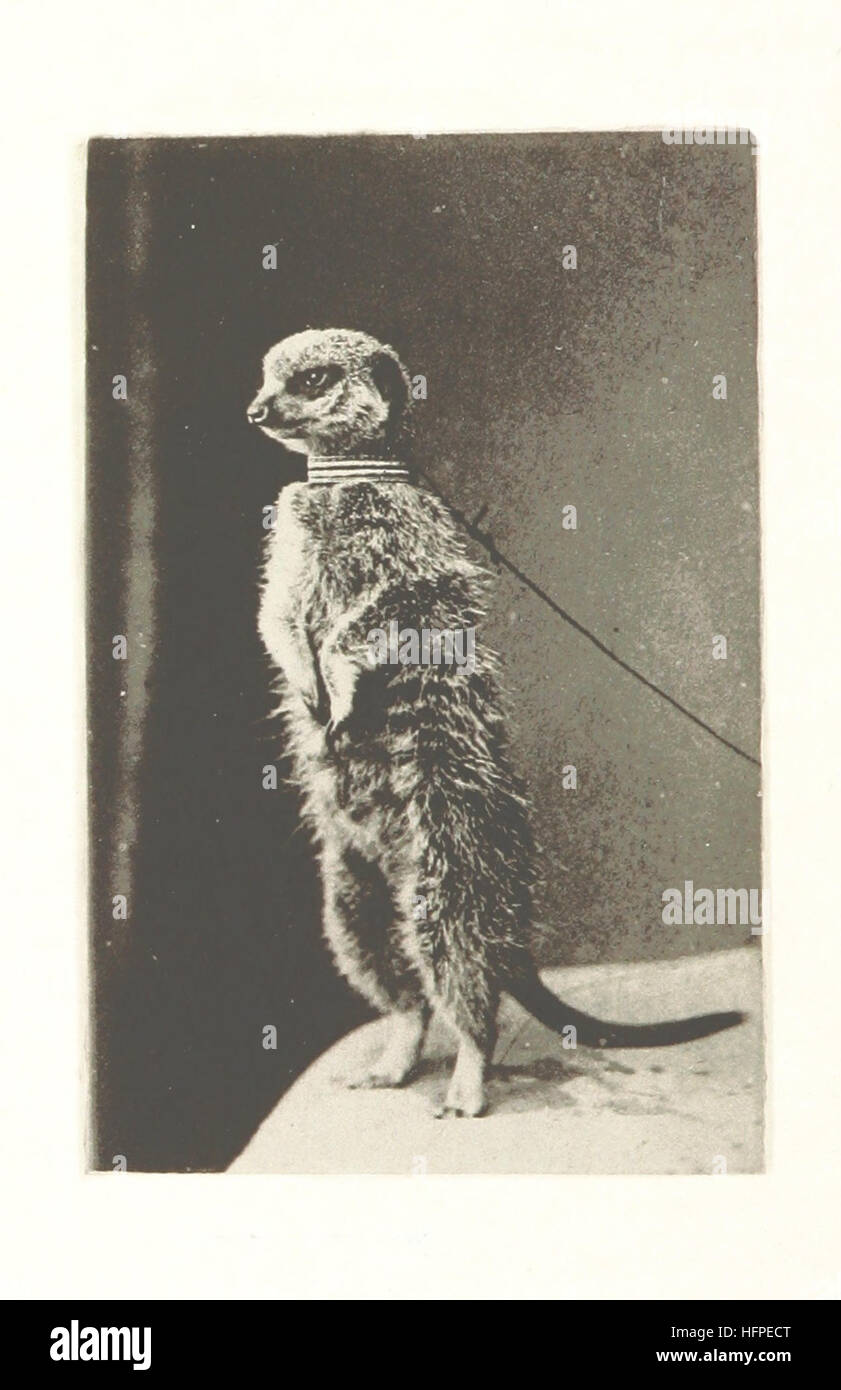 Cette image est tirée de la page 82 de 'Zwei Wanderungen durch das nördliche Afrika', qui raconte deux voyages à travers l'Afrique du Nord, y compris l'Egypte et l'Algérie. Le livre offre un aperçu des paysages, des cultures et des aspects historiques de ces régions, appuyé par des illustrations. Banque D'Images