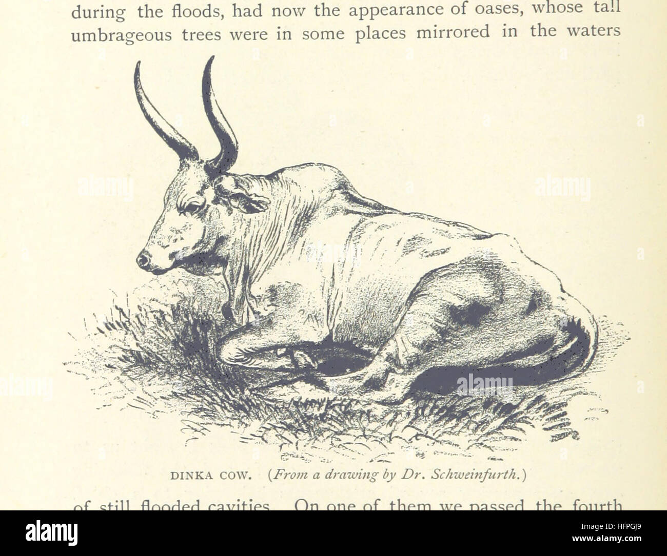 Voyages en Afrique au cours des années 1875-1878 (1879-1883-1882-1886) ... Traduit de l'allemand par A. H. Keane ... L'Illustre Image réalisée à partir de la page 86 "voyages en Afrique au cours de Banque D'Images