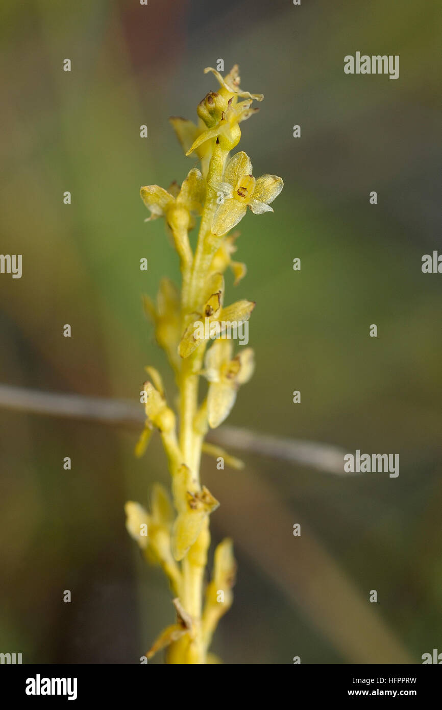 Orchidée Hammarbya paludosa, tourbière Banque D'Images