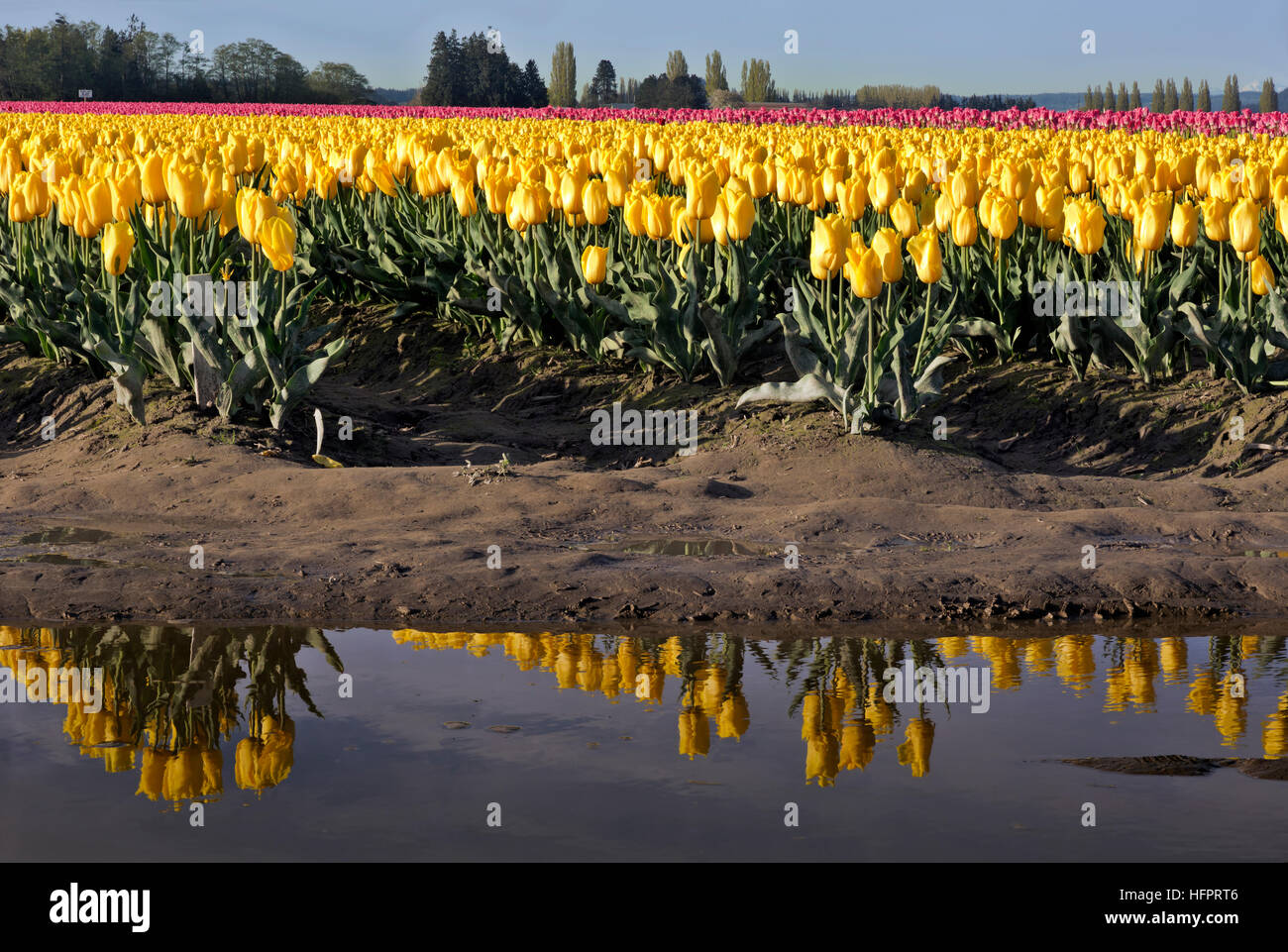 WA13051-00...WASHINGTON - tulipes jaunes poussant dans un champ d'ampoule commerciales se reflétant dans une flaque d'eau dans le Delta de la rivière Skagit. Banque D'Images