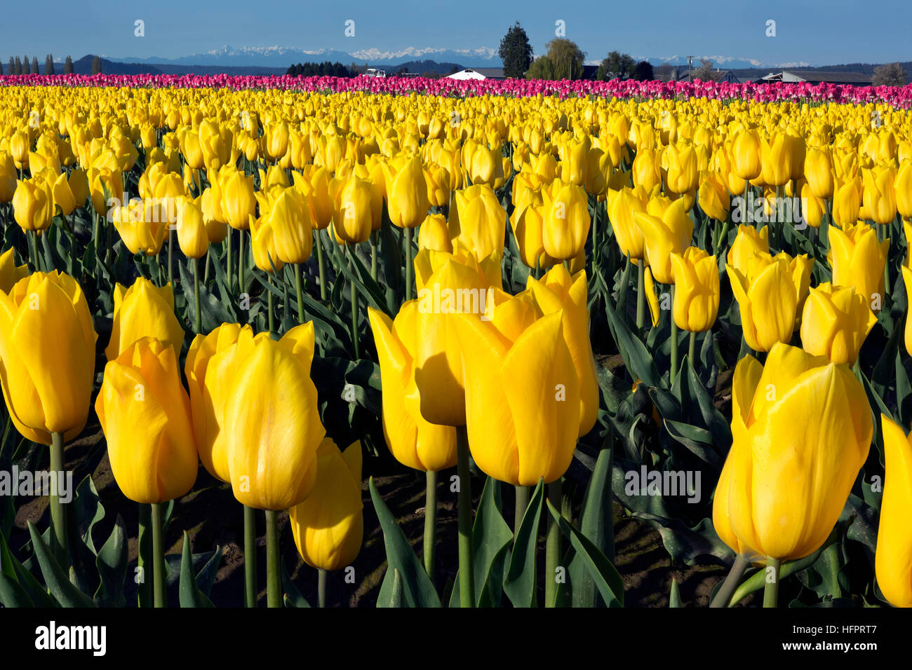 WA13052-00...WASHINGTON - tulipes jaunes poussant dans un champ dans l'ampoule commercial du delta de la rivière Skagit, près de Mount Vernon. Banque D'Images