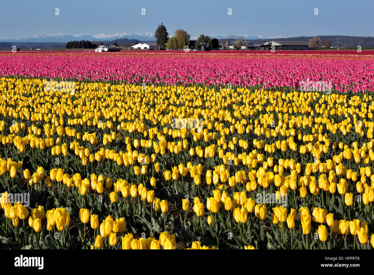 WASHINGTON - Jaune,orange,rose et de tulipes rouges croissant dans une ampoule commerciales champ dans le Delta de la rivière Skagit, près de Mount Vernon. Banque D'Images