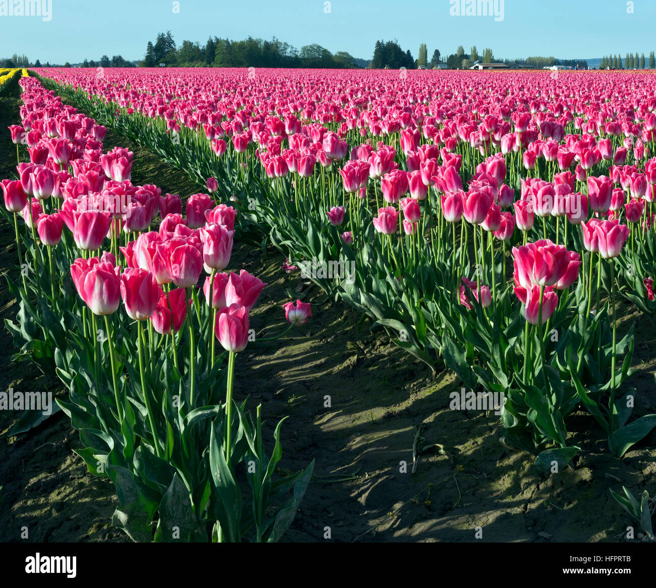 WA13054-00...WASHINGTON - des tulipes roses poussant dans un champ dans l'ampoule commercial du delta de la rivière Skagit, près de Mount Vernon. Banque D'Images