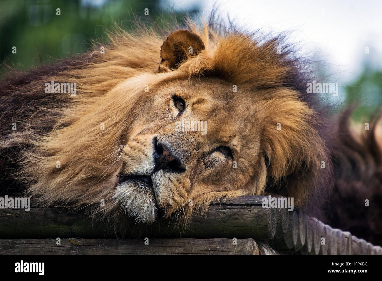 African Lion reposant Banque D'Images
