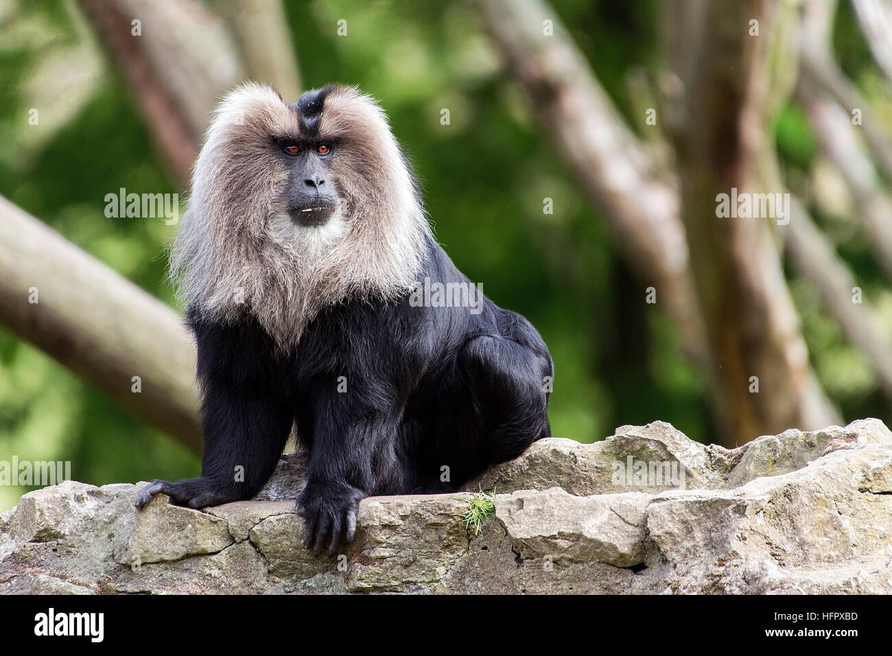 Macaque à queue de lion Banque D'Images
