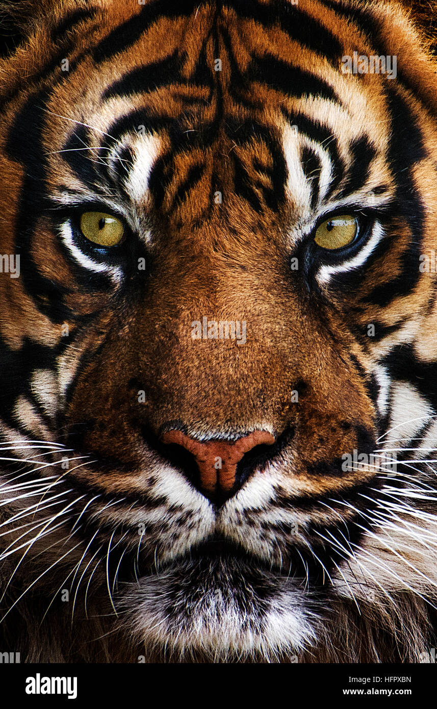 Close up Portrait Tigre Banque D'Images