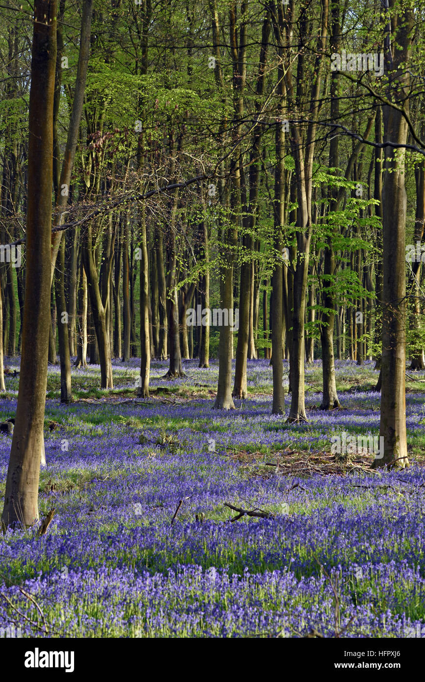 Jacinthes dans les hêtraies à Micheldever bois près de Winchester, Hampshire, Angleterre. Banque D'Images