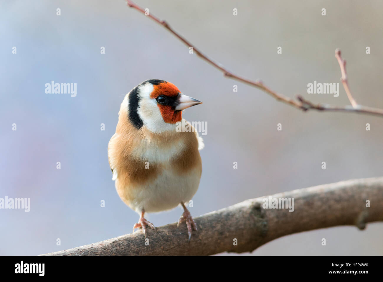 Chardonneret élégant, Carduelis carduelis Banque D'Images