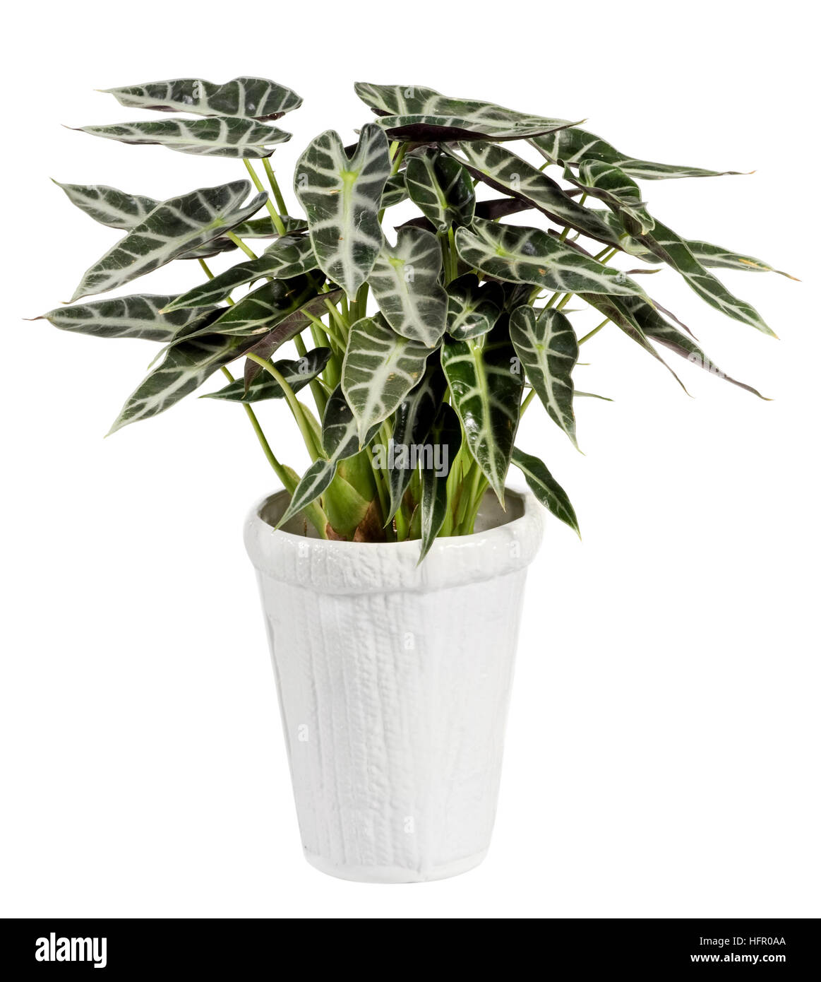 Close up attrayant Alocasia plante avec des feuilles vert foncé sur Blanc Pot Simple isolé sur fond blanc. Banque D'Images