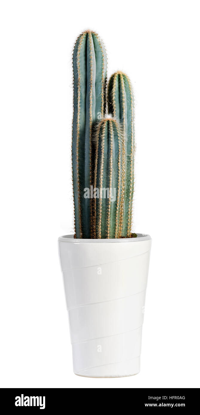 Close up Cactus vert foncé sur pot blanc isolé sur fond blanc. Banque D'Images
