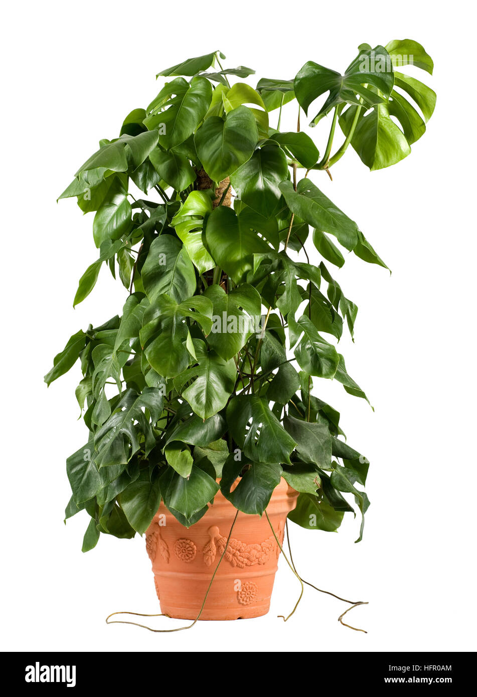 Légumes verts delicious monster plante dans un pot en terre cuite de plus en plus un enjeu central Banque D'Images