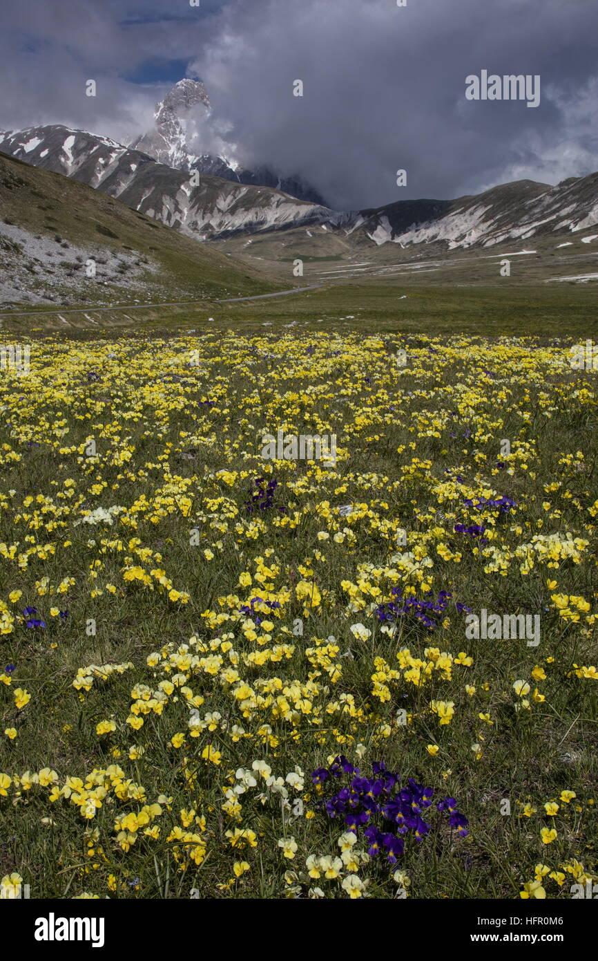Masses de pensées des Apennins, Viola eugeniae, avec Corno Grande (2912m) au-delà ; Parc National Gran Sasso, Apennins, en Italie. Banque D'Images