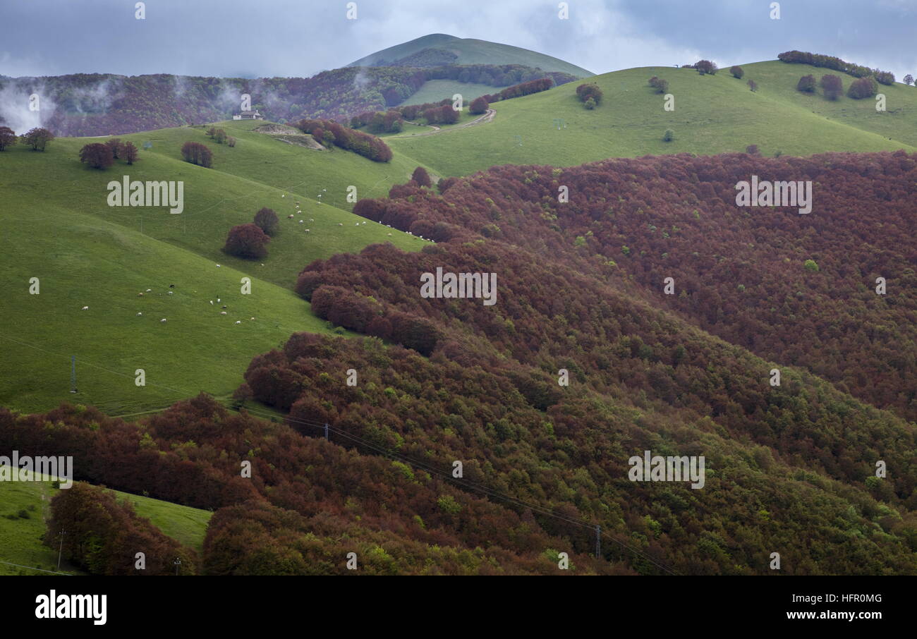 De hêtraies à haute altitude dans la région de parc national Monti Sibillini, Apennins, en Italie. Banque D'Images