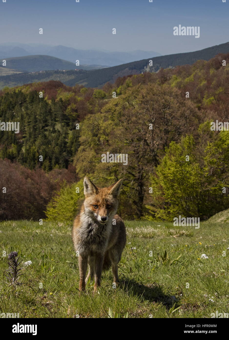 Red Fox, élevé dans le parc national des Monts Sibyllins, Apennins, en Italie. Banque D'Images