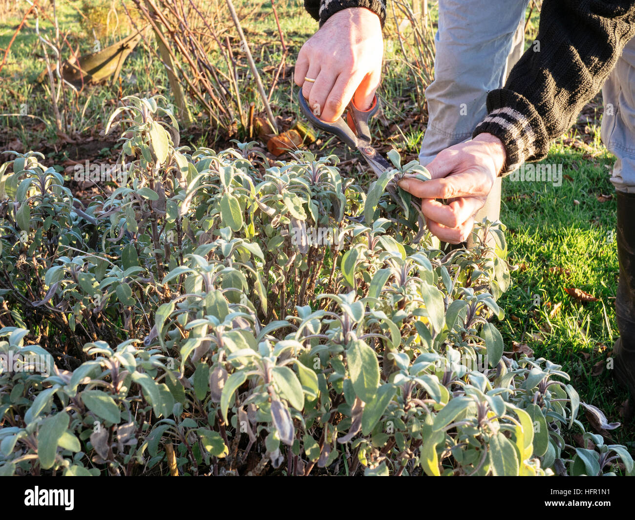 La récolte jardinier sauge (Salvia officinalis) feuilles dans un jardin d'herbe à faire du thé de sauge fraîche. Banque D'Images