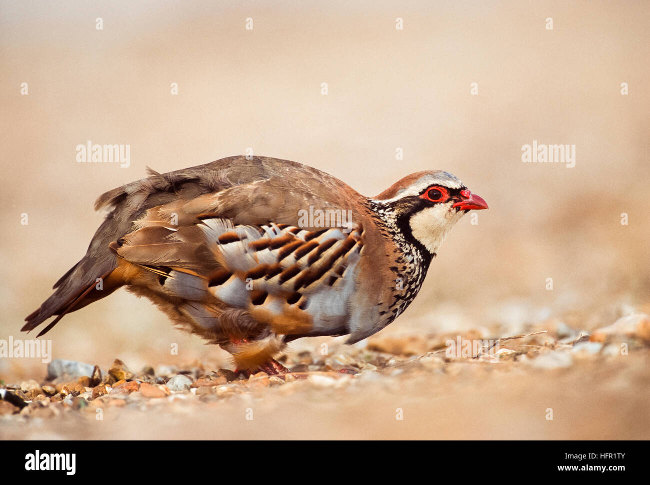 Red-legged Partridge Alectoris rufa,pour se nourrir dans un champ, Hertfordshire, Royaume-Uni Banque D'Images