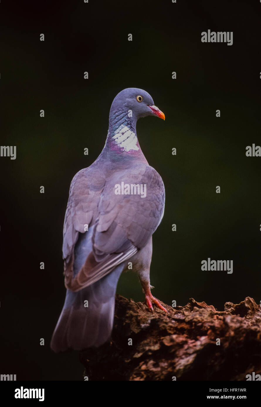 Pigeon ramier, Columba palumbus, perché sur une branche,Angleterre,United Kingdom Banque D'Images