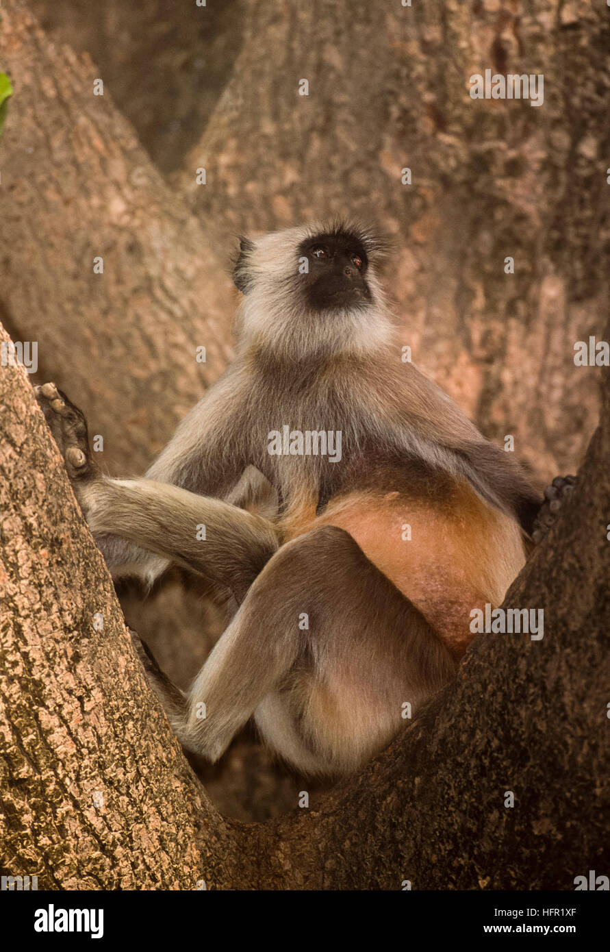Langur Hanuman Langur, ou Gris (Semnopithecus animaux singe), assis dans un arbre banyan, Rajasthan, Inde Banque D'Images
