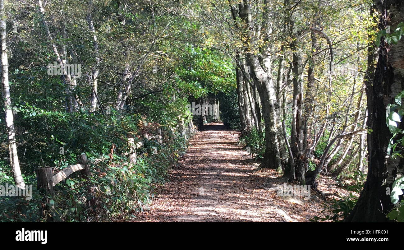 Bois;et de sentiers, le parc de Buchan, Crawley, West Sussex Banque D'Images