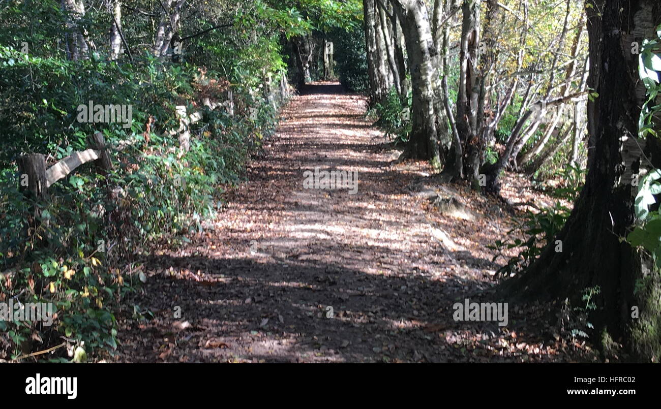 Automne Nature à pied dans le parc de Buchan, Crawley, West Sussex Banque D'Images